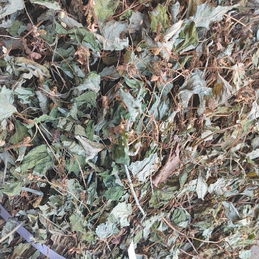 四川鱼腥草，大量上市，诚邀各大商家，长期合作