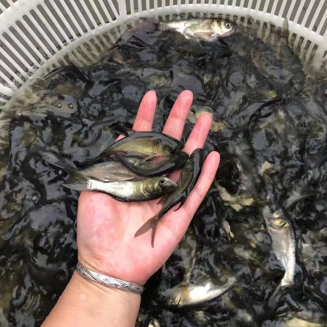 大头鱼鱼苗 自养自销 价格优惠 品种优良 生长快抗病力强