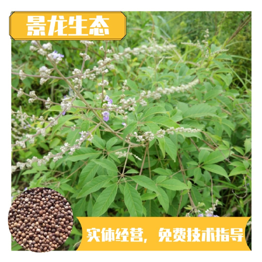 荆条种子 适应性强水土保持树种绿肥蜜源植物