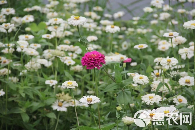 百日草种子易成活花色丰富观赏花卉野花组合