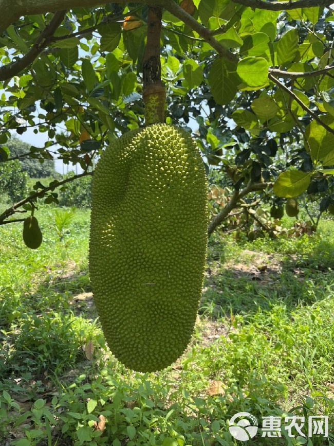 海南儋州黄肉菠萝蜜，大量供应（次果，好果）免费协助找回头车