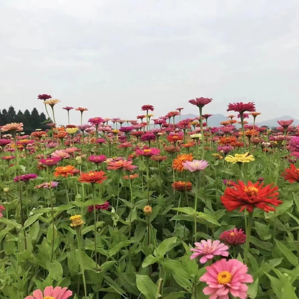 百日草种子易成活花色丰富观赏花卉野花组合