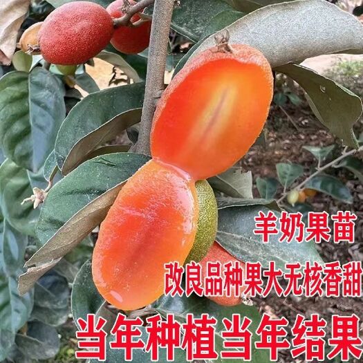 改良品种羊奶果苗德甜二号羊奶果苗果大纯甜庭院阳台盆栽地栽种植