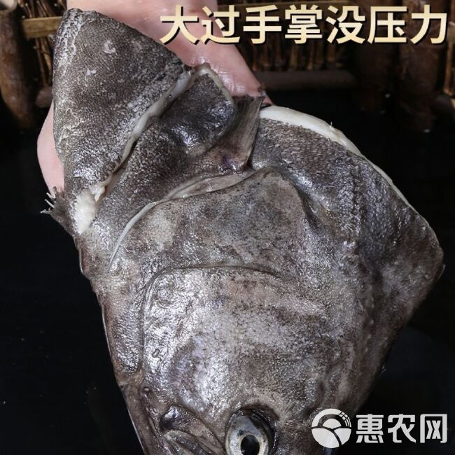 碟鱼头新鲜冷冻比目鱼头鲽鱼头片鱼头格陵兰鱼头批发海鲜水产