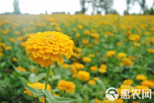 百日草种子易成活花色丰富观赏花卉野花组合