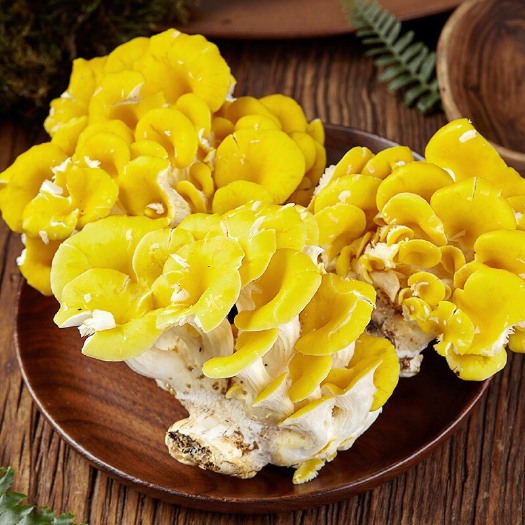 广州新鲜鸡油菌又称黄金菌