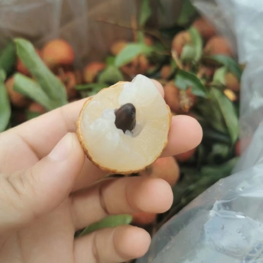 高州市广东茂名白糖罂荔枝 新鲜采摘 纯甜多汁