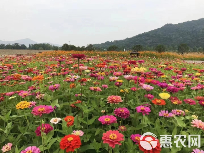 百日草种子易成活花色丰富观赏花卉野花组合