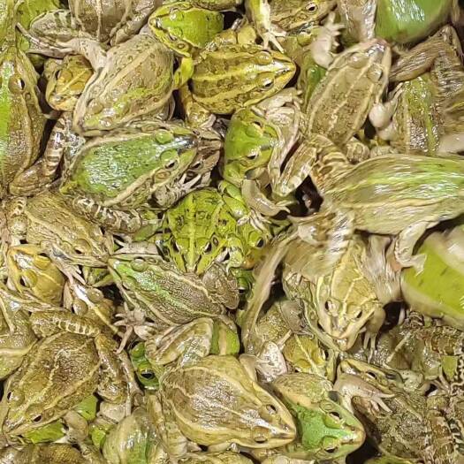 广州花蛙 产地大量活体 牛蛙肉多多水产 田蛙现货现捞现发活物批发