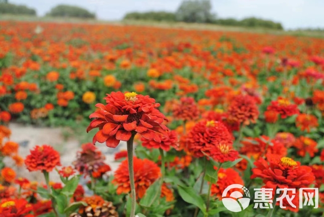 百日草种子易成活花色丰富观赏花卉野花组合