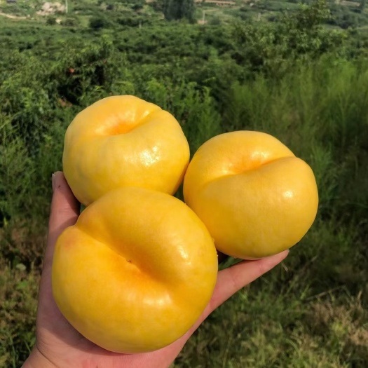 蒙阴县山东蒙阴油蟠桃 精品果3-5两盒装 支持代发坏损包赔