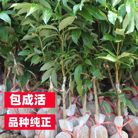 灵山县荔枝嫁接苗冰荔桂味仙进奉妃子笑荔枝树苗带土带叶南方种植