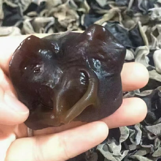 齐齐哈尔兴安岭秋木耳