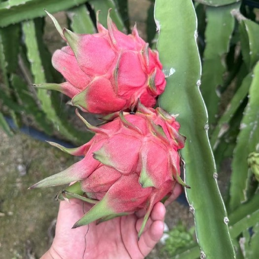 遂溪县红心火龙果