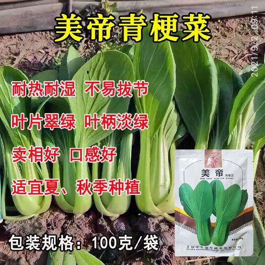 华容县北京绿亨美帝青梗菜种子耐热耐雨水不易拔节不烧心窄帮四季播油菜