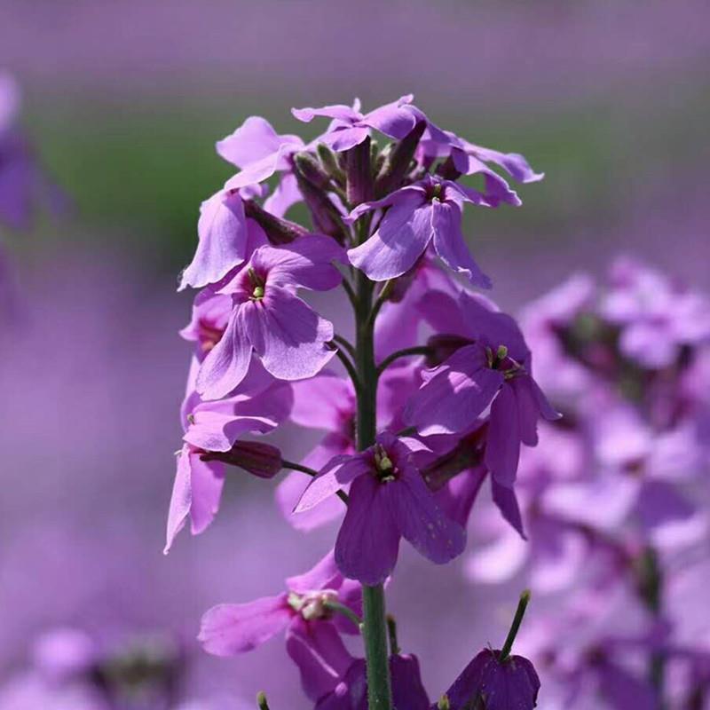 蓝香芥种子，四季种易活开花不断美色花海种子室外庭院兰香芥花籽