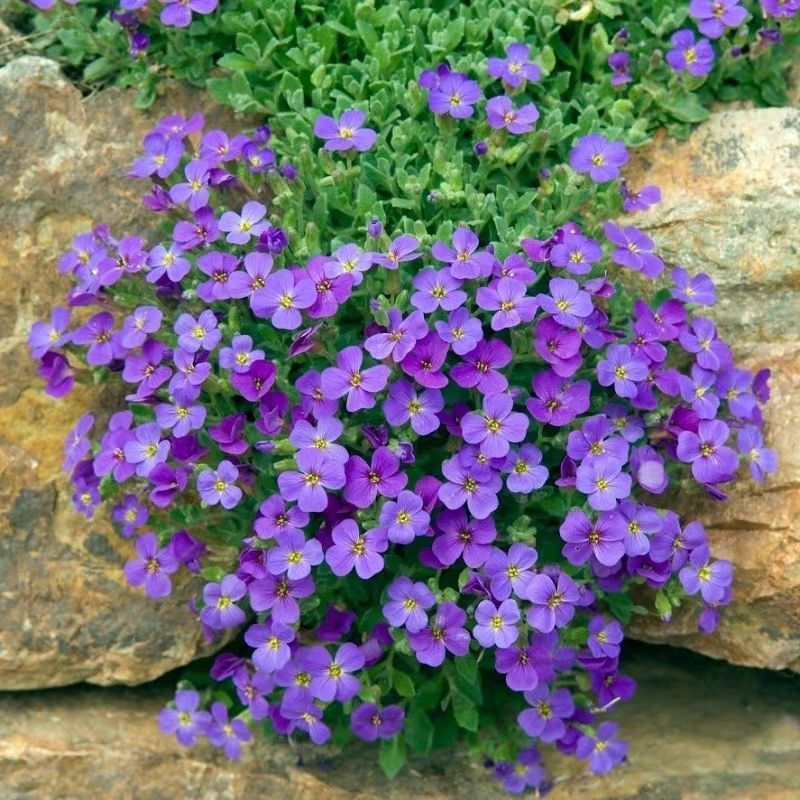 蓝香芥种子，四季种易活开花不断美色花海种子室外庭院兰香芥花籽