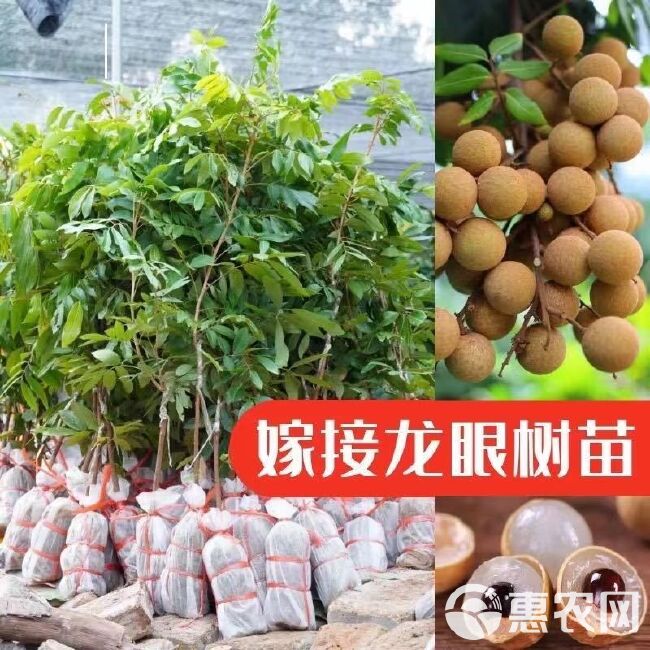 龙眼树苗石硖龙眼储良龙眼苗嫁接桂圆苗四季龙眼当年结果带土带叶