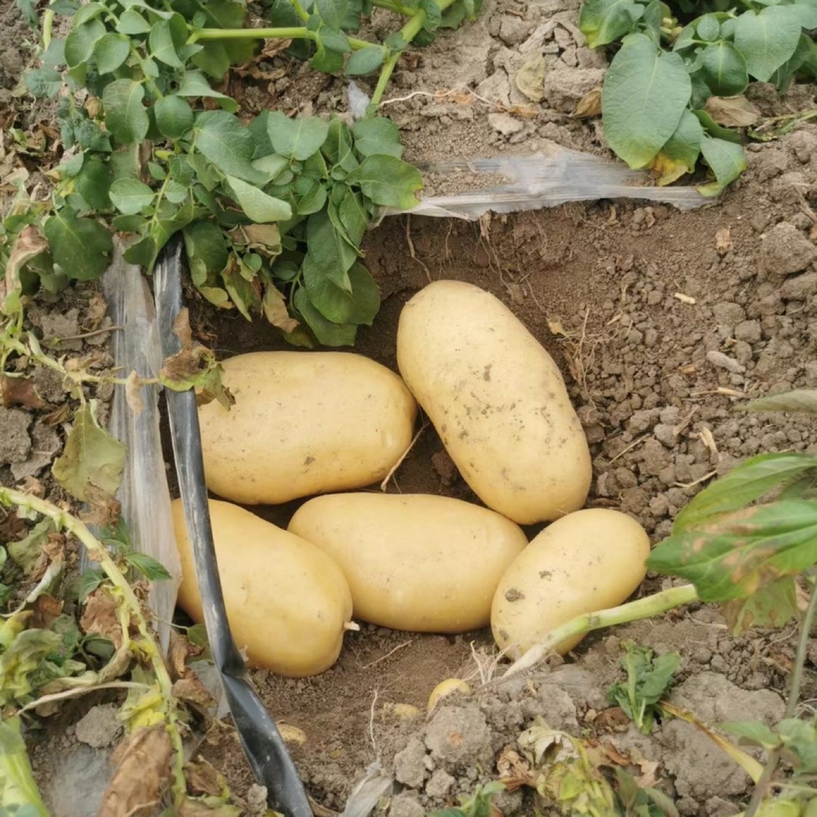 安徽精品土豆开圈