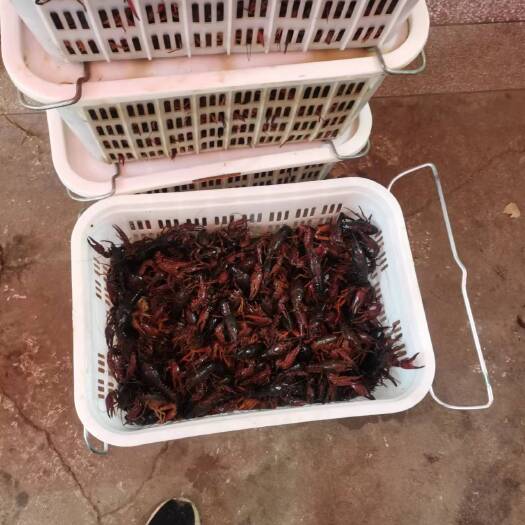 全椒县小龙虾