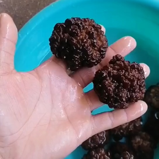 鱼台县核桃菌，玛卡菌，羊肚菌泡发绿高，产地直发