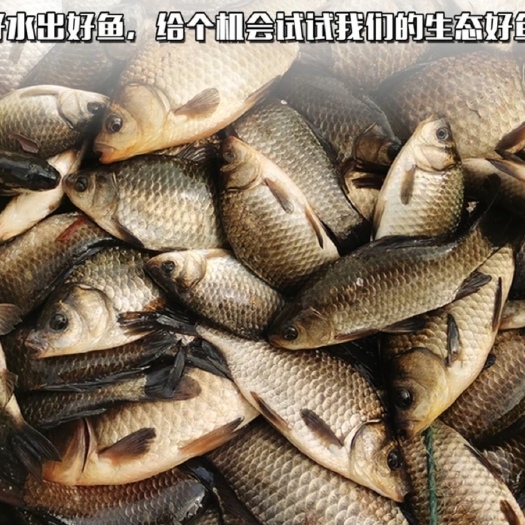 咸宁出售鲫鱼