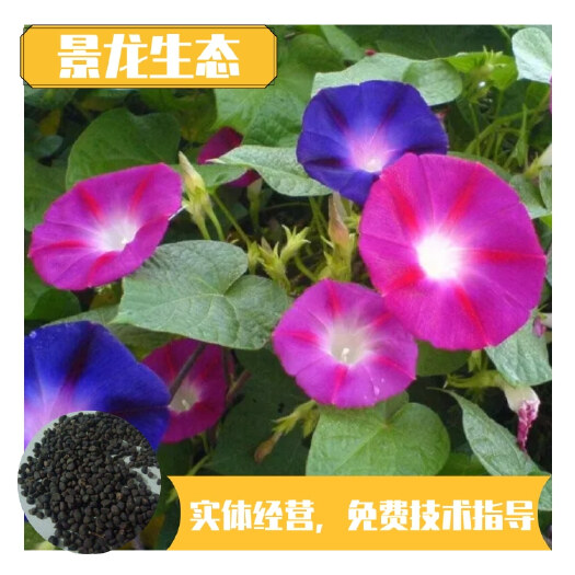 南宁爬藤牵牛花种子易种植边坡绿化植被覆盖度高