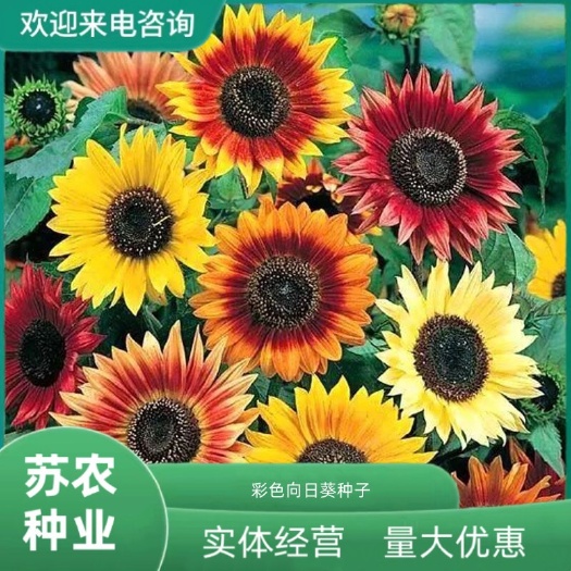 彩色向日葵种孑多头四季播种开花玩具熊种子庭院室外观赏矮葵花籽