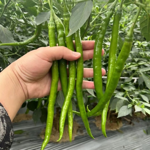 灵山县线椒