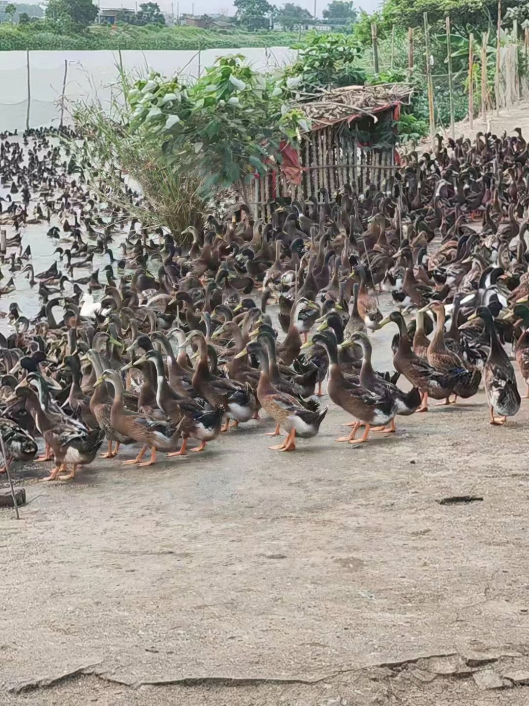 南宁广东湛江小蛋鸭公，1500羽，均重2.89斤，