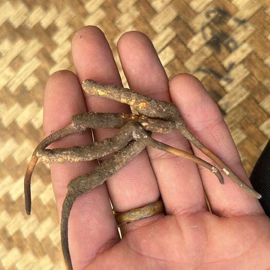 理塘县冬虫夏草