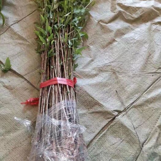 嫁接桃树苗，果树苗南北方种植