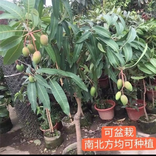 灵山县芒果树苗四季特大金煌芒贵妃芒带花带土带叶发货当年结果南方种植