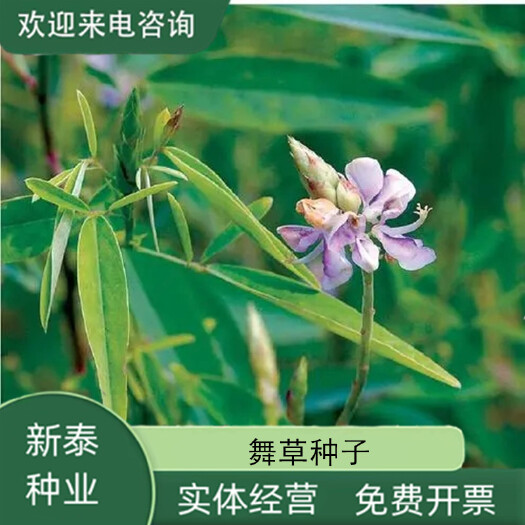 沭阳县跳舞草情人草种子听音乐跳舞神奇趣味观赏花卉四季阳台盆栽