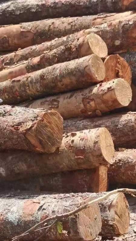 北海云南西南桦木一手货源485一吨