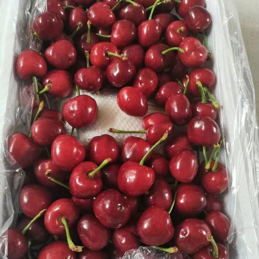 蒙阴县露天大樱桃红灯美早布鲁克斯