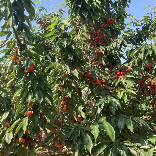 平度市黄蜜樱桃