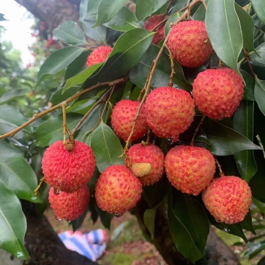 灵山县桂味荔枝 广西灵山荔枝桂味