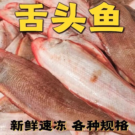连云港无冰衣舌头鱼龙利鱼海捕舌头鱼踏板鱼鳎目鱼鱼柳子板鱼海鲜水产