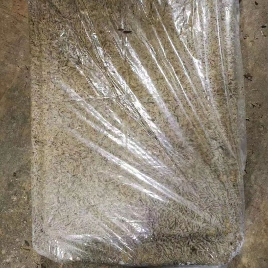 惠东县黑水猛