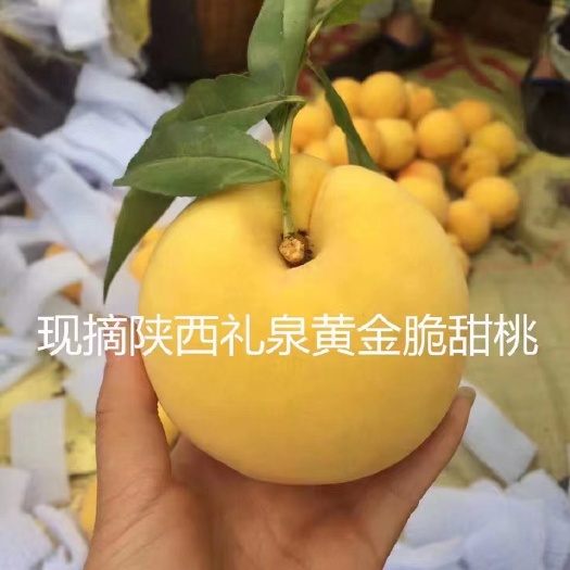 礼泉县黄桃