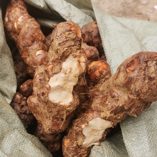 贵阳生鲜土茯苓高粉甘甜白肉粉质硬饭头统货一手货源