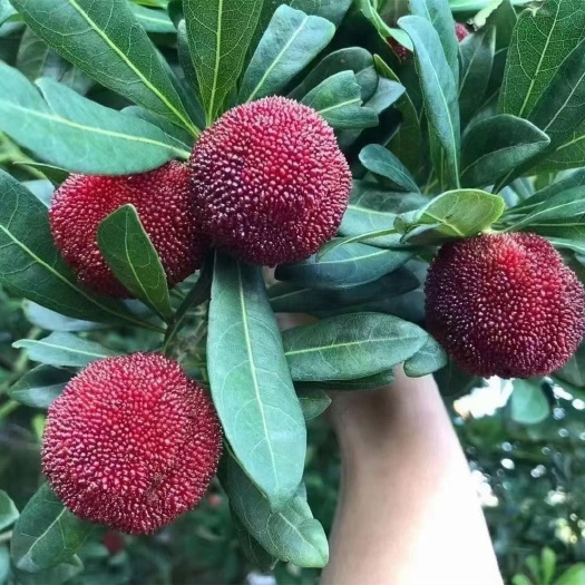 灵山县黑碳杨梅树苗东魁杨梅小老庄树形分枝多杆带原装杯发货明年结果包