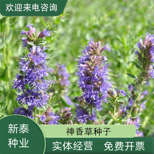 神香草海索草牛膝草柳薄荷种子多年生花种籽耐寒耐热耐荫香草