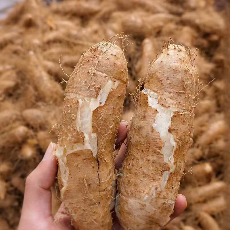 化州市特别靓的一级毛薯