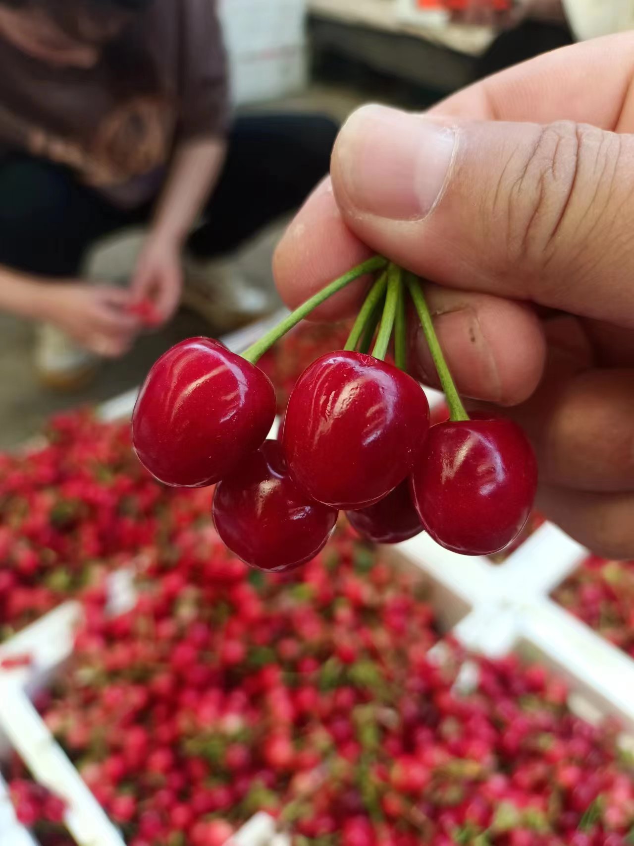 山東美早櫻桃，紅燈櫻桃，產(chǎn)地大量有貨，價格合理，保質(zhì)保量