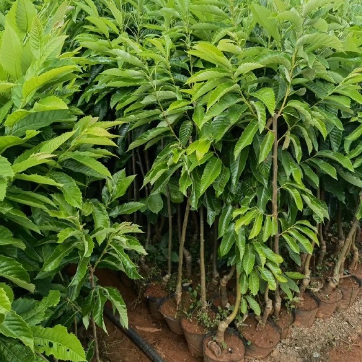 宜良县嫁接板栗袋苗，大红袍，313，浅刺
