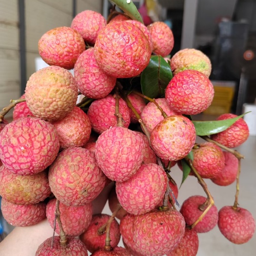 高州市白糖罂荔枝