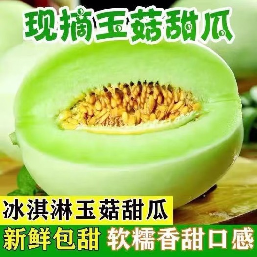 寿光市玉菇甜瓜  大量上市 对接微商电商市场产地直供