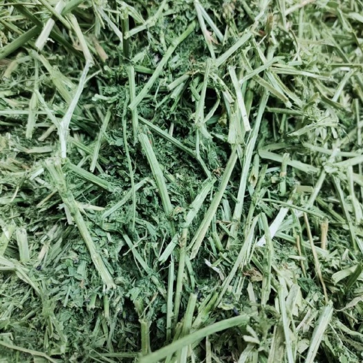 酒泉苜蓿草